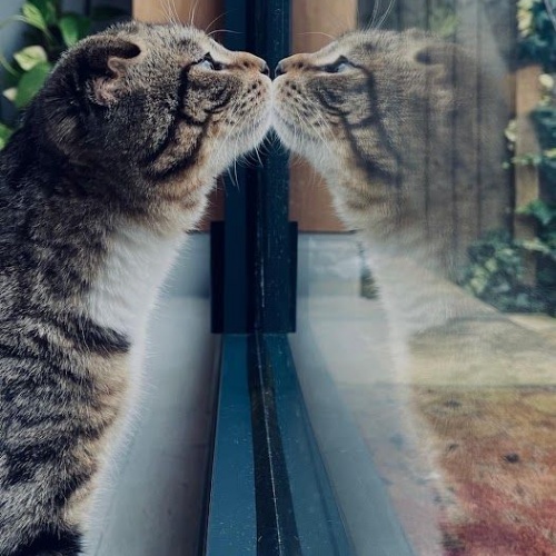 Image of cat and its reflection